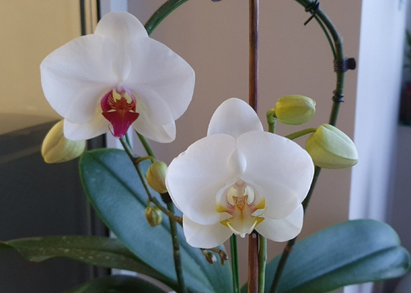 Почему орхидея цветет не как на картинке